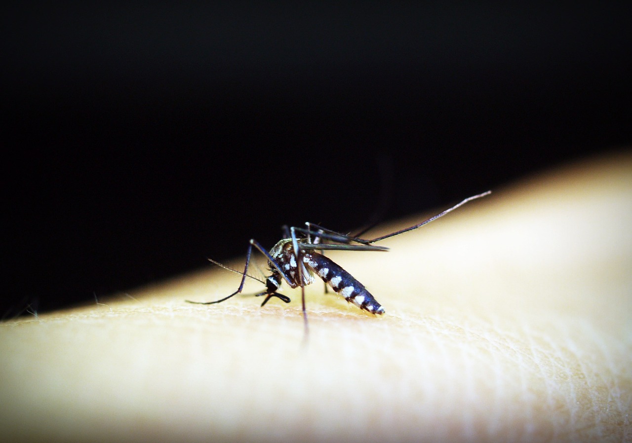 Witamina B1 w walce z komarami